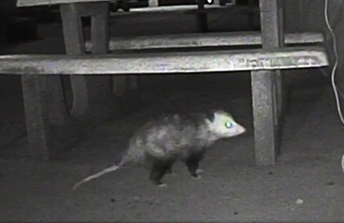 Opossum