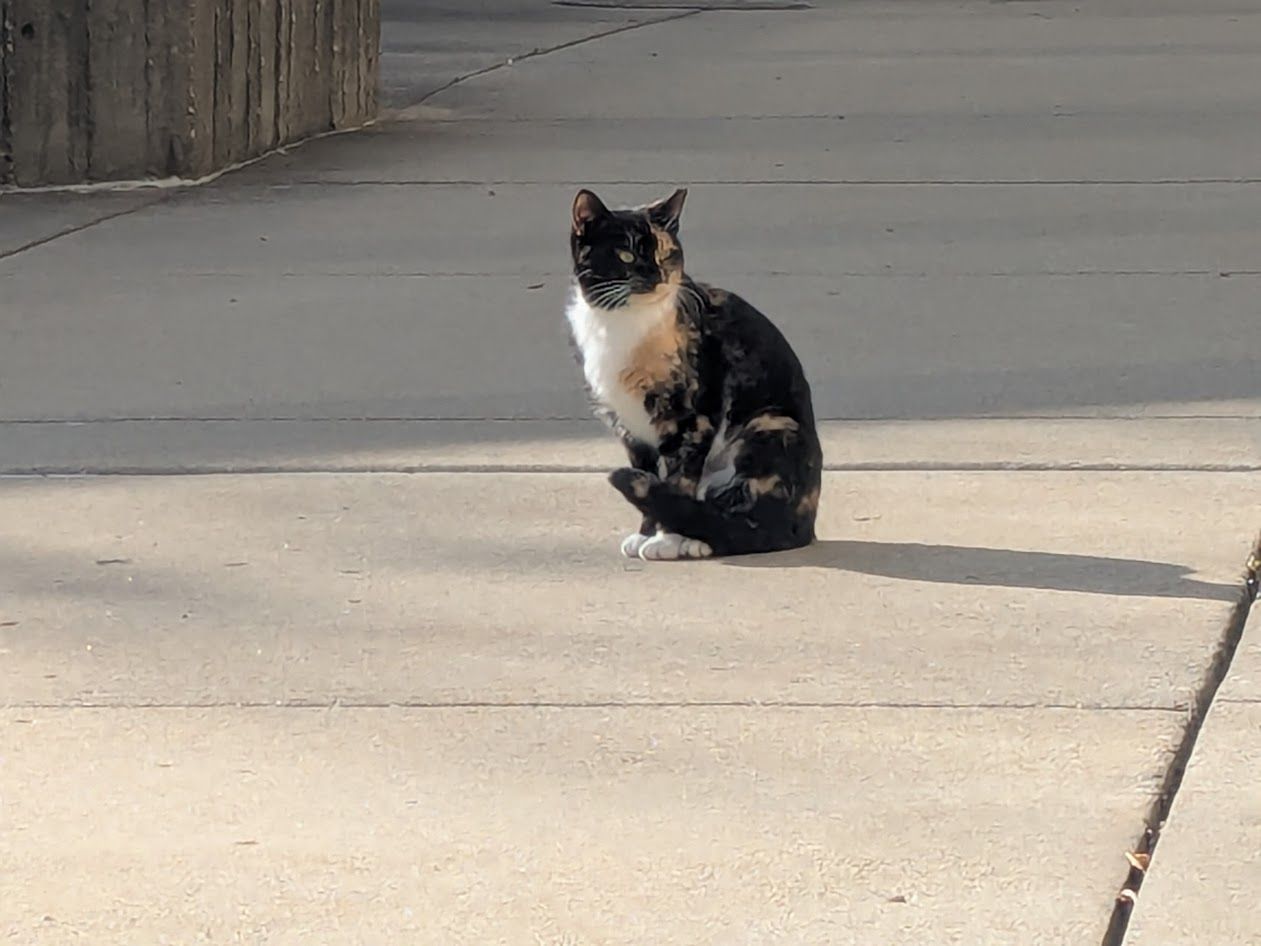 Tortoiseshell